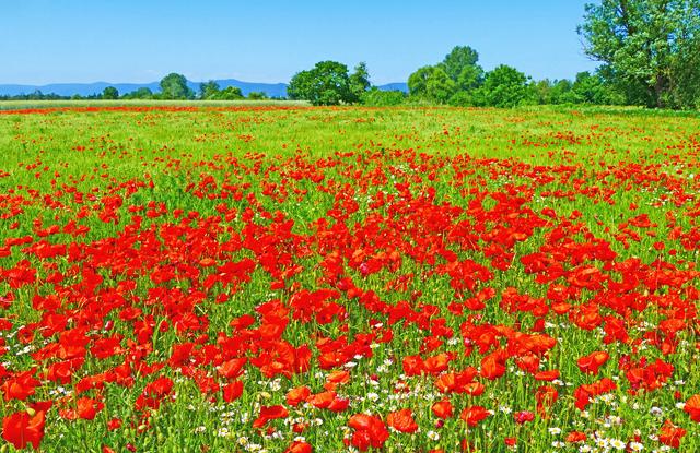 Juni
Satt blühende Mohnblumenwiese neben der Landstraße zwischen Haßloch und Iggelheim in Blickrichtung Haardtgebirge.
