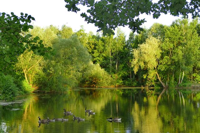 Juni
Gänsefamilie am Wehlachweiher I, Haßloch