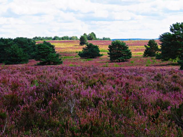 In der Mehlinger Heide nochmal | Foto: Brigitte Melder