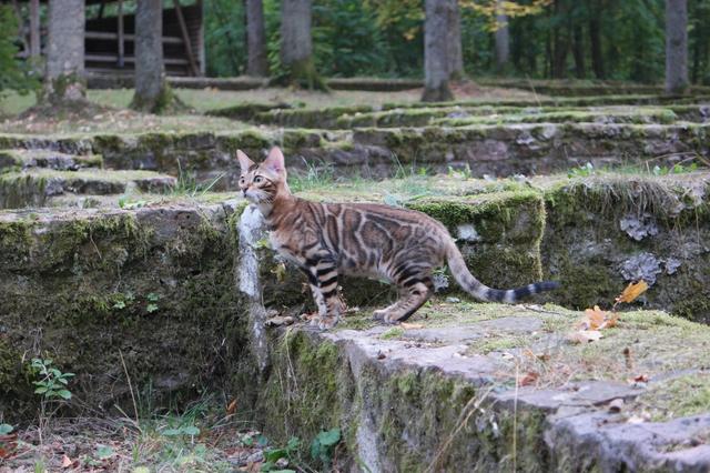 Ruine Villa Rustica bei Pforzheim im Sommer