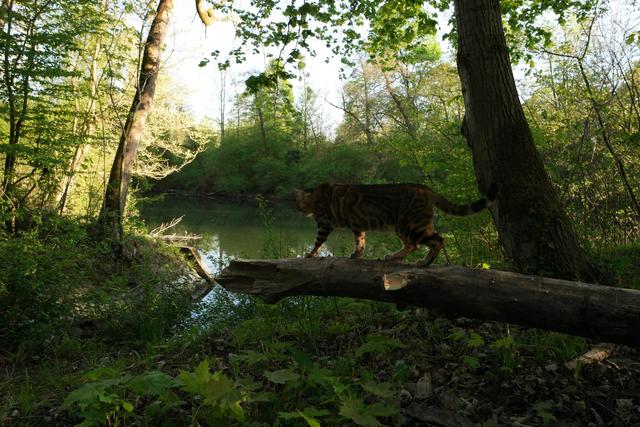 Altrhein nahe Karlsruhe im Sommer