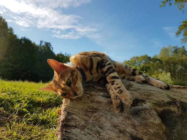 Nahe Waldbronn im Sommer