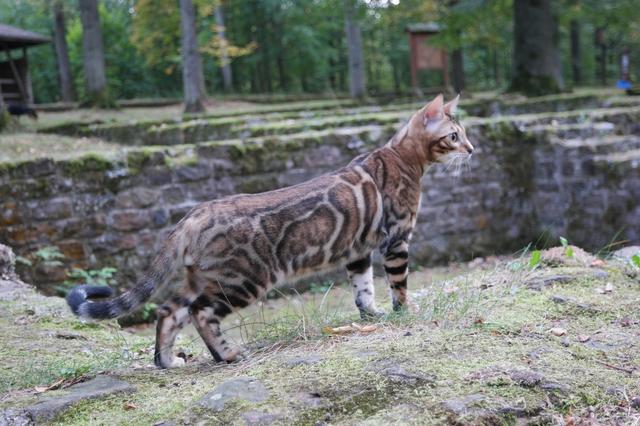 Ruine Villa Rustica bei Pforzheim im Sommer