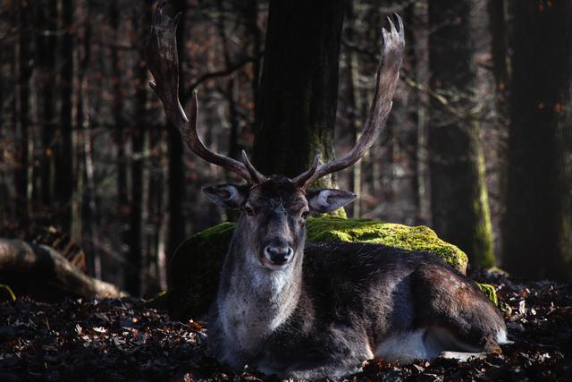 Wildpark Kaiserslautern, Frühling