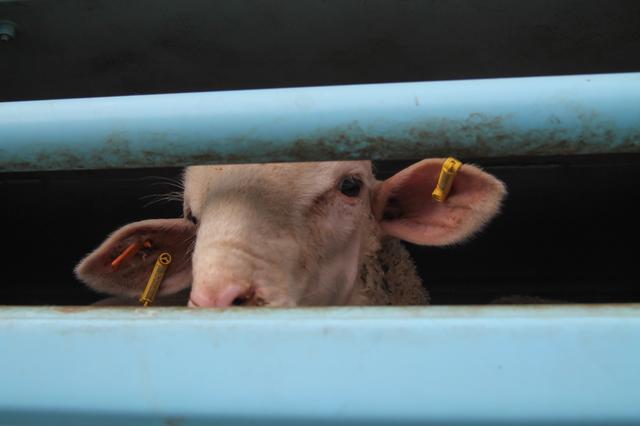Leider wurden die Schafe in diesem Fall nicht artgerecht transportiert, der Amtstierarzt musste hinzu gerufen werden und die Tiere untersuchen | Foto: Heike Schwitalla