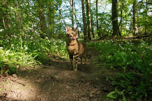 Altrhein nahe Karlsruhe im Sommer