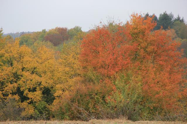 November