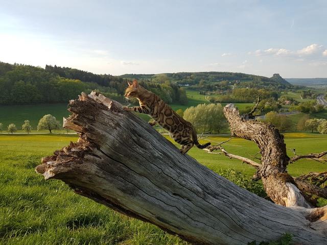 Bodenseegebiet im Sommer