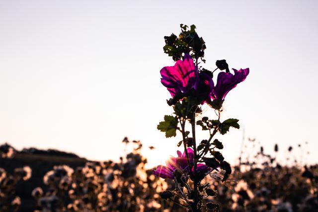 Sommerabend in Rockenhausen