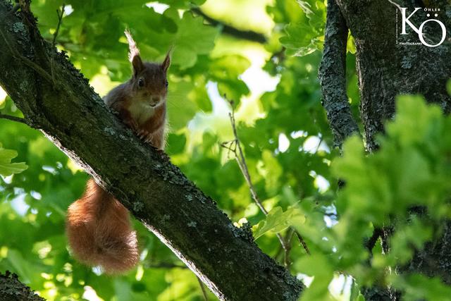 Mai 8 | Foto: Kai Öhler