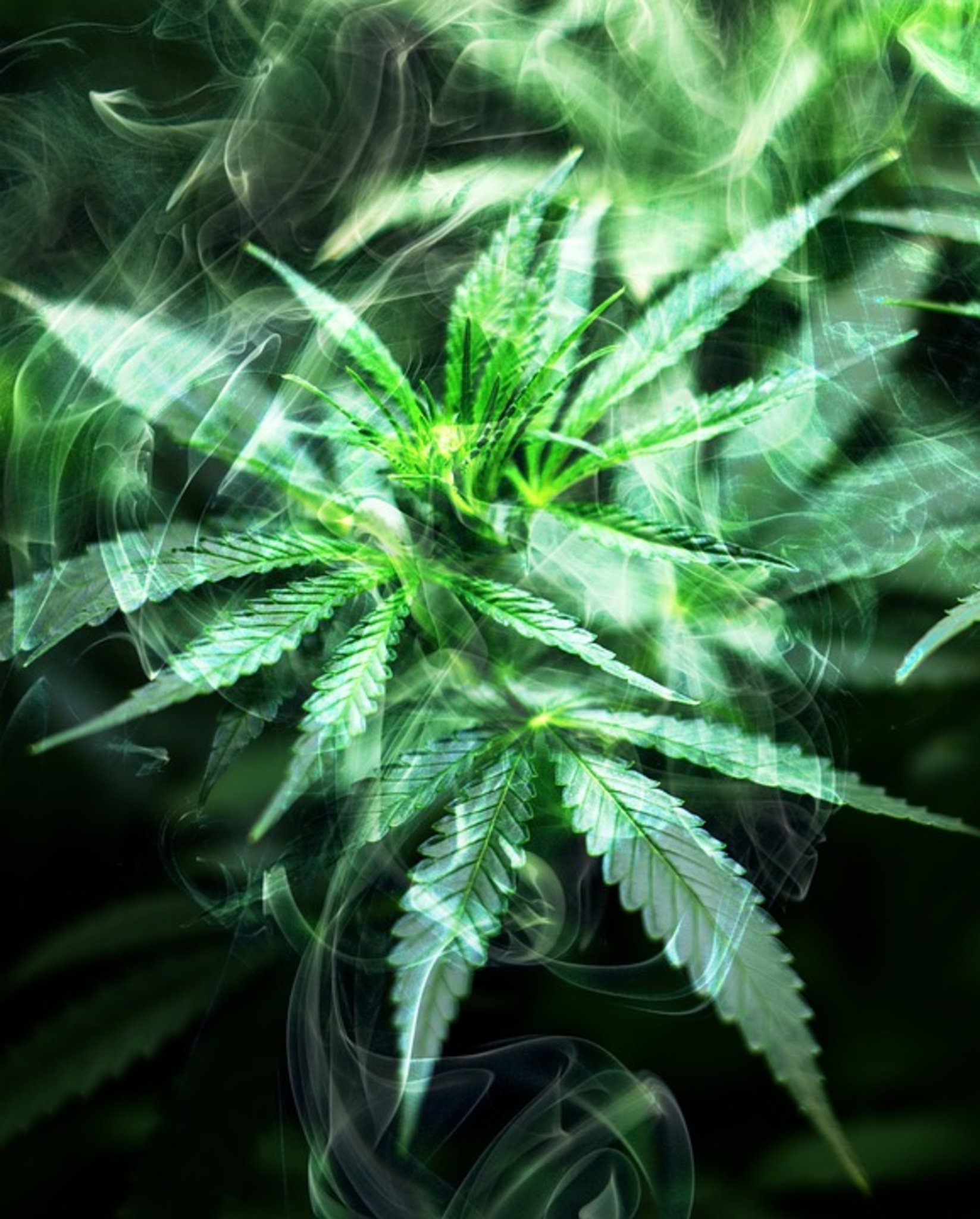 Haschisch Plantage Nach Hinweis Entdeckt Polizisten Ernten