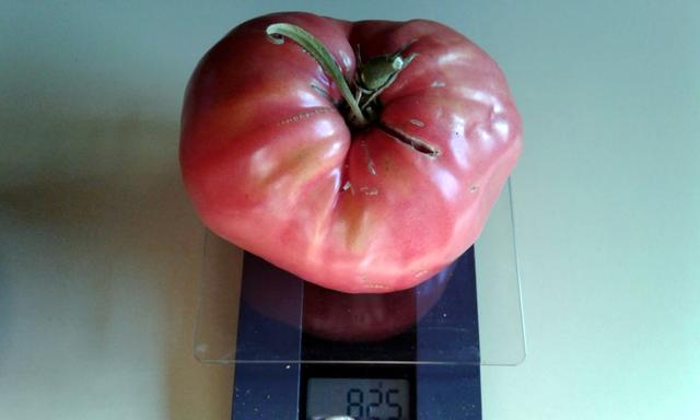 825 Gramm bringt die Tomate auf die Waage.