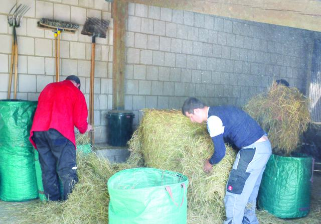 Bis zu 14 Kilogramm allein an Heu frisst ein Therapiepferd jeden Tag. Eine Gruppe aus der Südpfalzwerkstatt in Herxheim hilft bei der Fütterung. | Foto: Christmann/Lebenshilfe Südliche Weinstraße