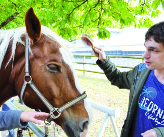 Verbindung: Behutsam bürstet Holger Jotter die Mähne von Therapiepferd Samson. | Foto: Christmann/Lebenshilfe Südliche Weinstraße