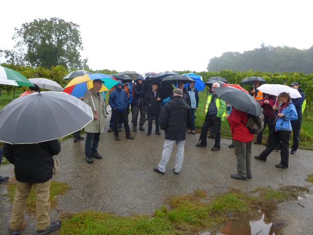 Gut beschirmt beteiligten sich 60 Wanderfreunde am Gauwandertag des Kraichturngaus Bruchsal in Obergrombach. 