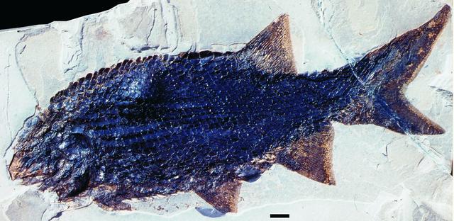 Schmelzschuppenfisch/Odernheim