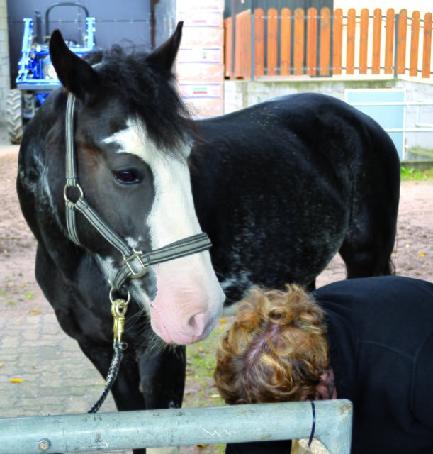 Therapiepferde wie Trixie müssen Menschen in jeder Situation ruhig und unvoreingenommen begegnen. Bevor sie zum Einsatz kommen, werden geeignete Tiere rund ein Jahr lang ausgebildet. | Foto: Christmann/Lebenshilfe Südliche Weinstraße