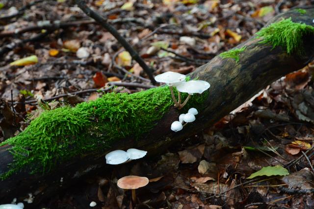 Recycling im Wald | Foto: A. Abt