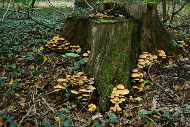 Recycling im Wald - Pilzart? Hallimasch? | Foto: A. Abt