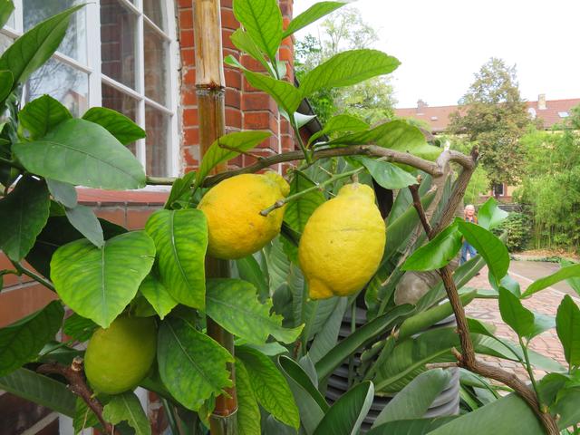 Das Ambiete, in dem sich auch Zitronen wohlfühlen | Foto: Brigitte Melder