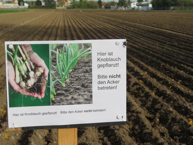 Dieses Jahr ist das Feld bepflanzt | Foto: Brigitte Melder