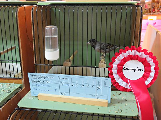 Ich bin ein Champion!