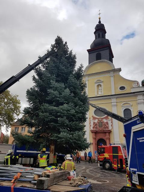 Und auf dem Rathausplatz aufgestellt. Fotos: Familie Baum