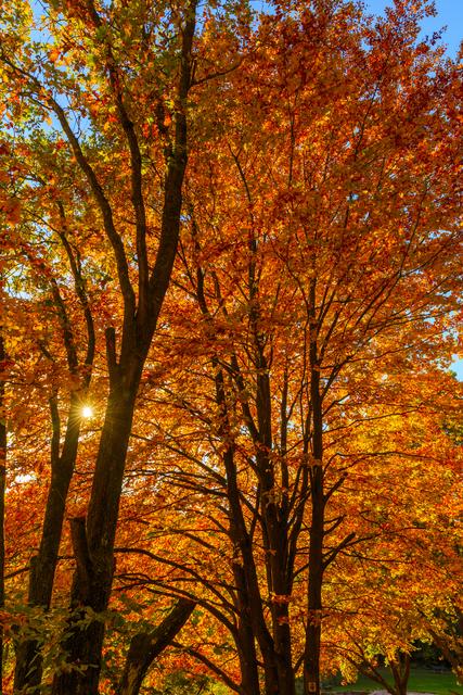 Traumhafte Herbstfarben | Foto: Jens Vollmer