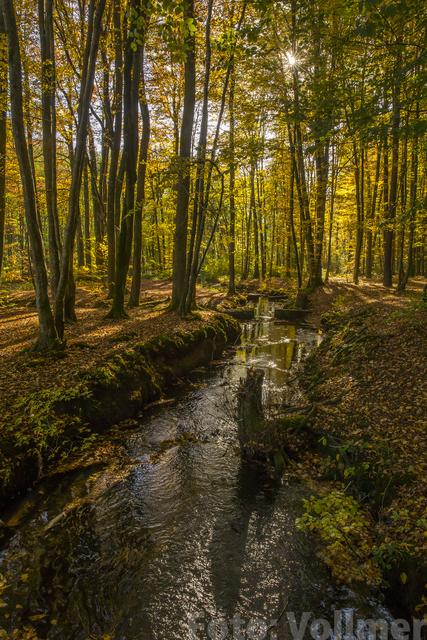 Bach im Herbstwald | Foto: Jens Vollmer
