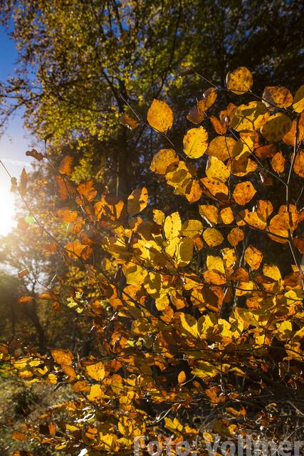 Herbstsonne | Foto: Jens Vollmer