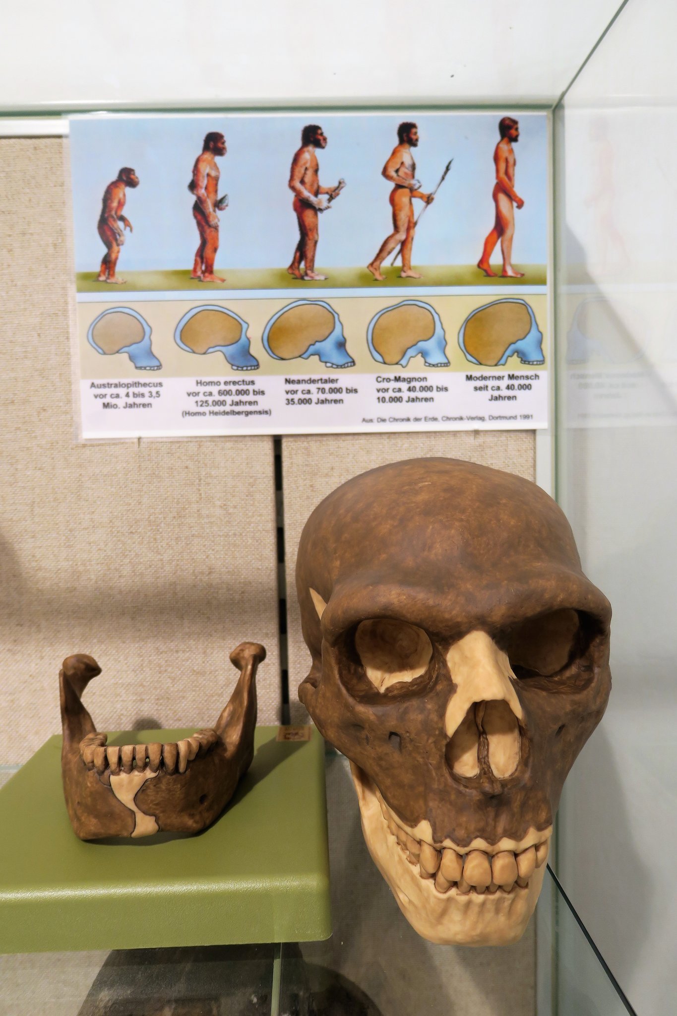 Am Sonntag In Wiesental Zu Sehen Homo Heidelbergensis Und am-sonntag-in-wiesental-zu-sehen-homo-heidelbergensis-und