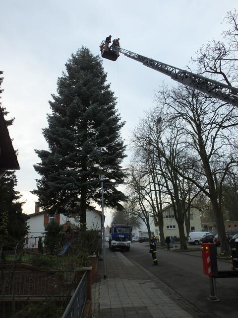 Baumfällung im Schlachthausweg Frankenthal | Foto: THW Pressefoto