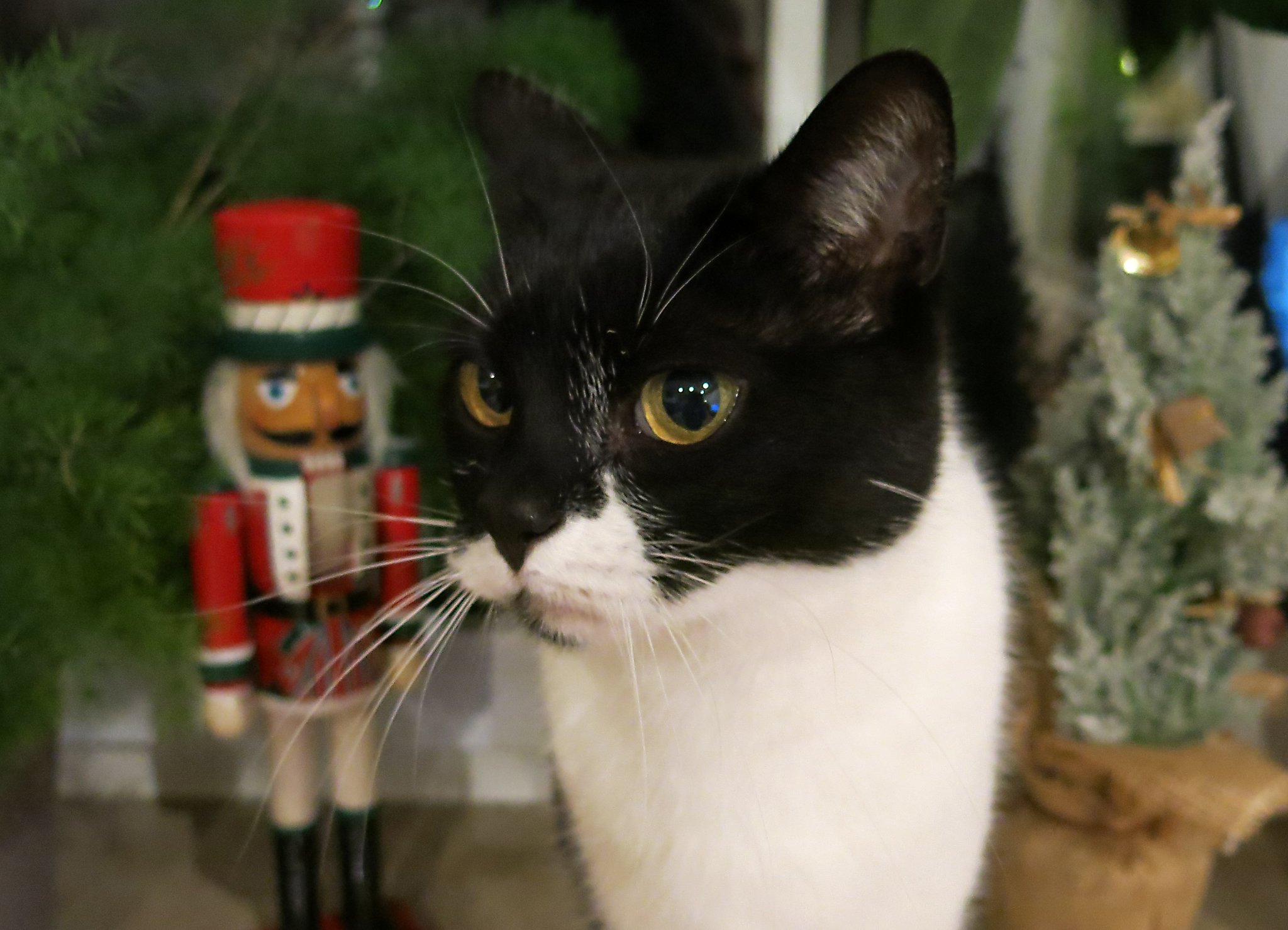 Advent-mit-Tier-Gefahrenquellen-vermeiden-und-gemeinsame-Zeit-genie-en