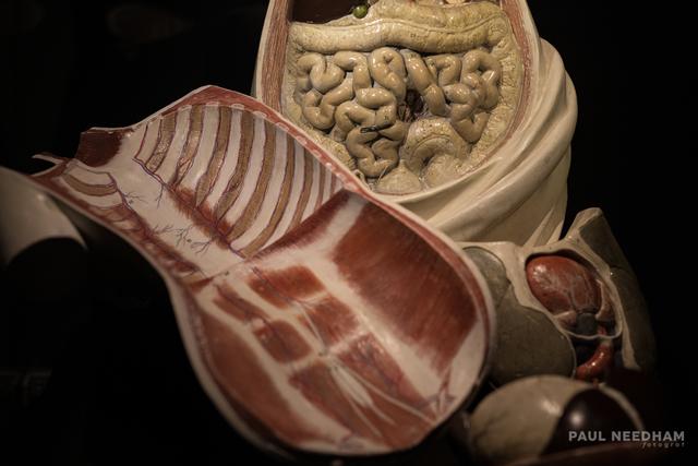 Ausstellung "Medicus - die Macht des Wissens" | Foto: Paul Needham