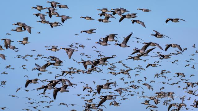 Großer Vogelzug