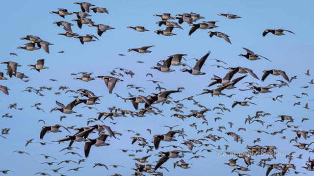 Großer Vogelzug  | Foto: Jens G. Kube-JQB