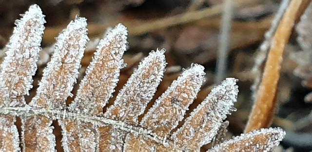 Eiskristalle im Detail, soweit das Handy da noch mithalten kann | Foto: Handyfoto von Jens Vollmer