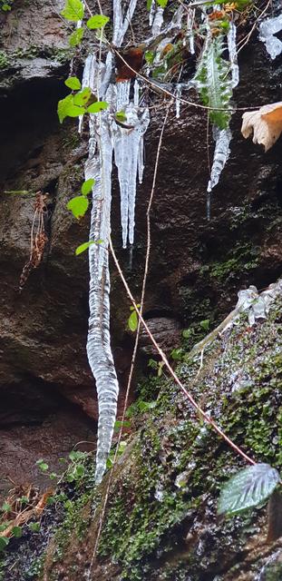 Noch ist es zu warm, aber erste Eiszapfen wachsen im Kessel des Odenbachtales | Foto: Handyfoto von Jens Vollmer