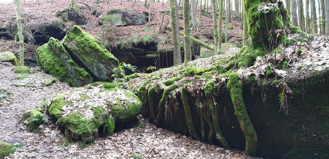 Baumwurzeln finden immer einen Weg, auch auf Felsen | Foto: Handyfoto von Jens Vollmer