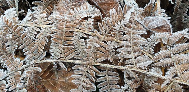 Toter Farn mit Eiskristallen, als ob jemand Puderzucker gestreut hätte | Foto: Handyfoto von Jens Vollmer