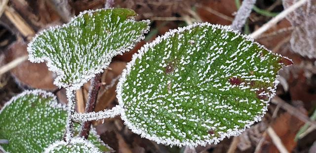 Väterchen Frost als Künstler | Foto: Handyfoto von Jens Vollmer