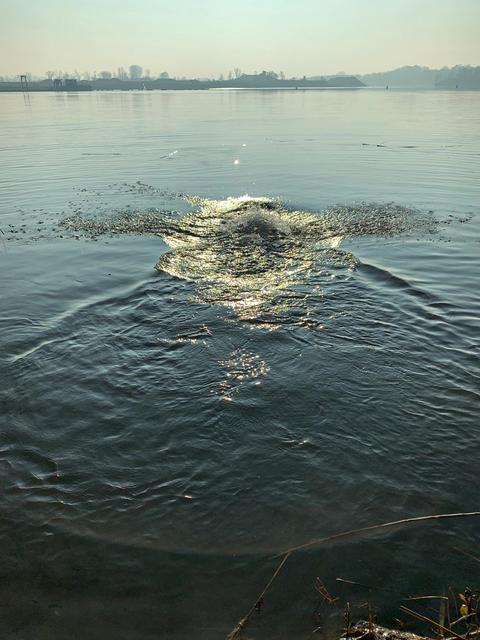 Das Ungeheuer von der Schlicht? Nein, nur ein untergetauchter Schwimmer | Foto: Brigitte Melder
