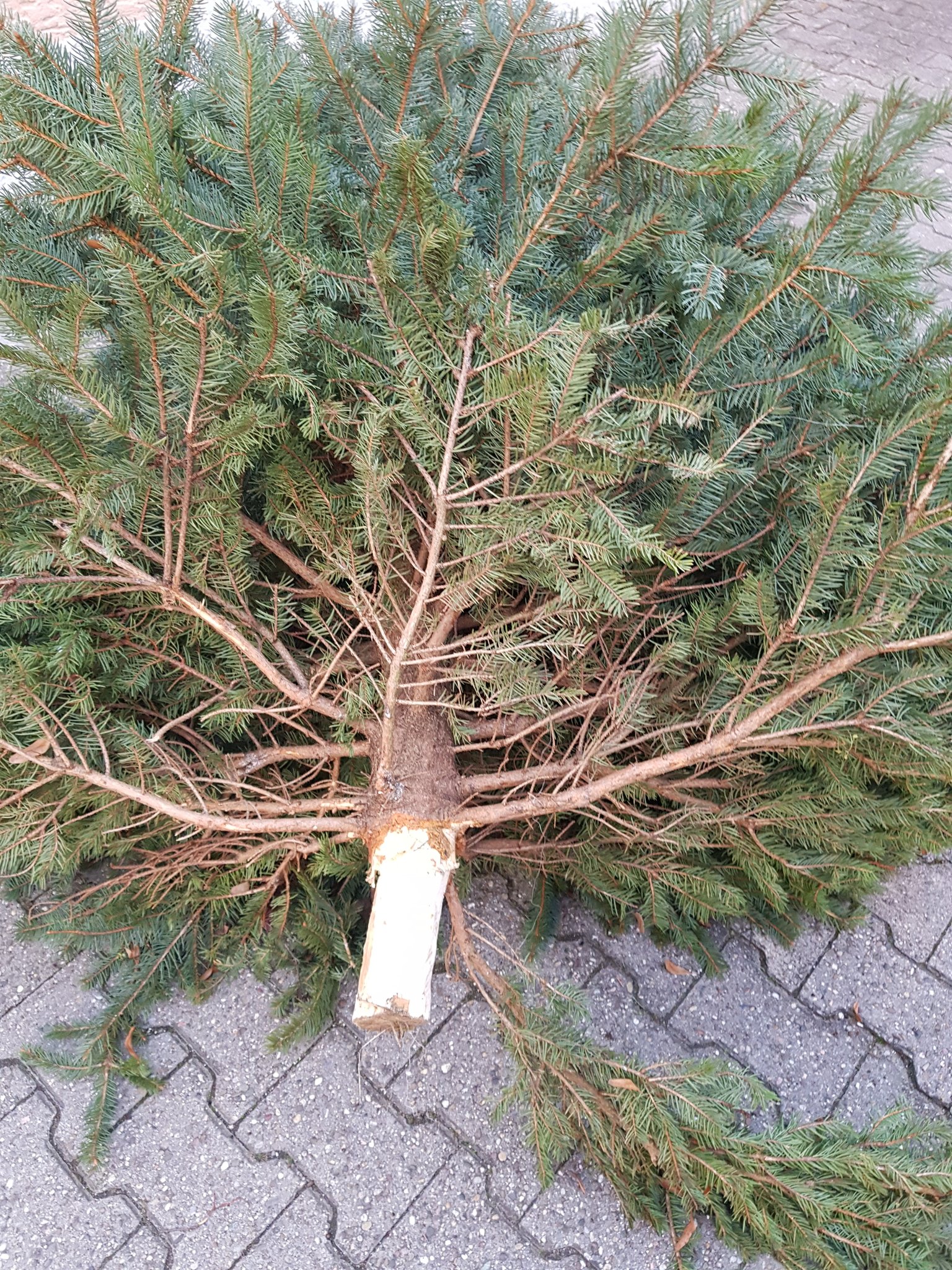 Ewf Holt Baume Kostenlos Ab Entsorgung Der Weihnachtsbaume