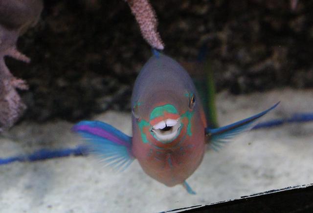 Fischinventur im Sea Life Speyer | Foto: Heike Schwitalla