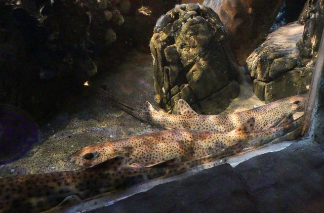 Fischinventur im Sea Life Speyer | Foto: Heike Schwitalla