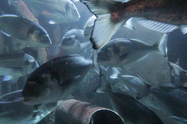 Da wird das Zählen schon schwieriger. | Foto: Heike Schwitalla