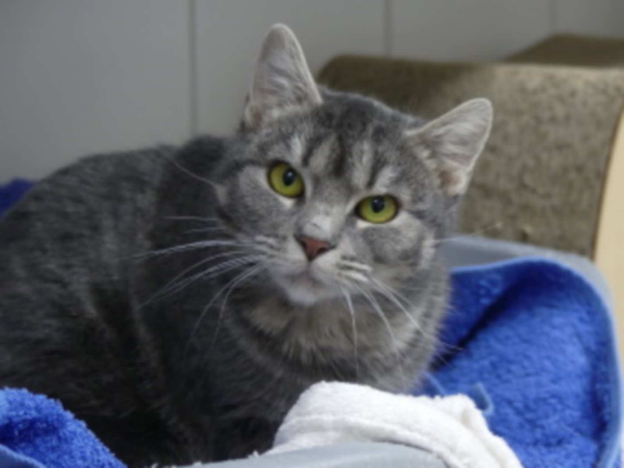 Ruhiges Zuhause gesucht: Noch sechs Katzen aus dem Animal ...