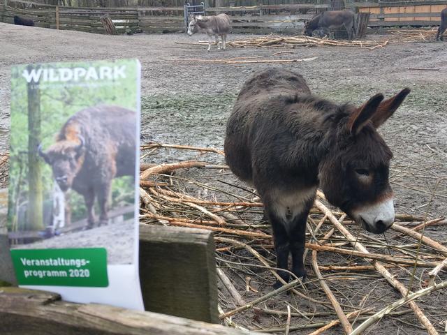 An manchen Tagen können Kinder auf den Eseln reiten. | Foto: BAS
