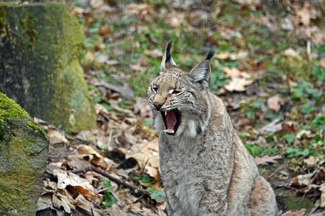 Foto: Ilona Schäfer