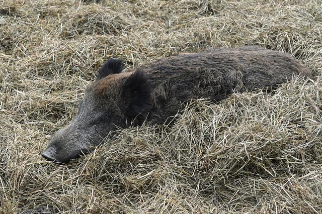 Foto: Ilona Schäfer